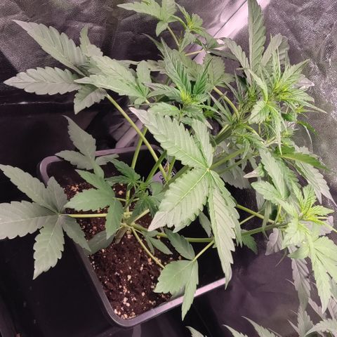Canna-Cheese 1:1 growlog timeline photo