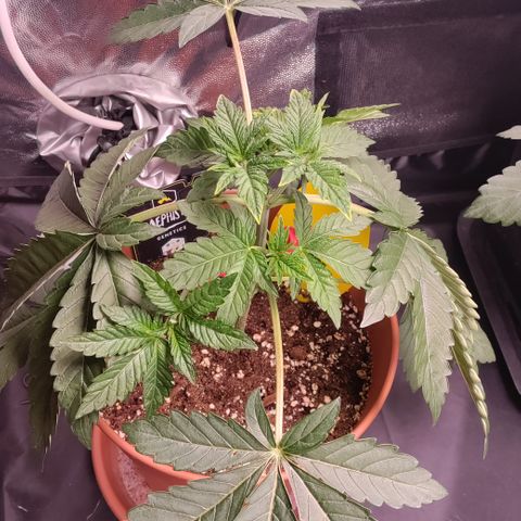 K.O #1 growlog timeline photo