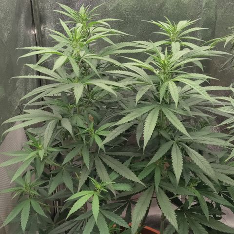 Chocolope #1 growlog timeline photo