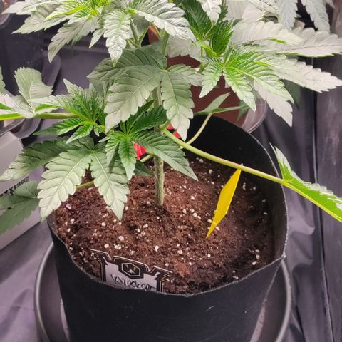 K.O #1 growlog timeline photo