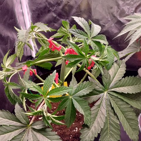 K.O #1 growlog timeline photo
