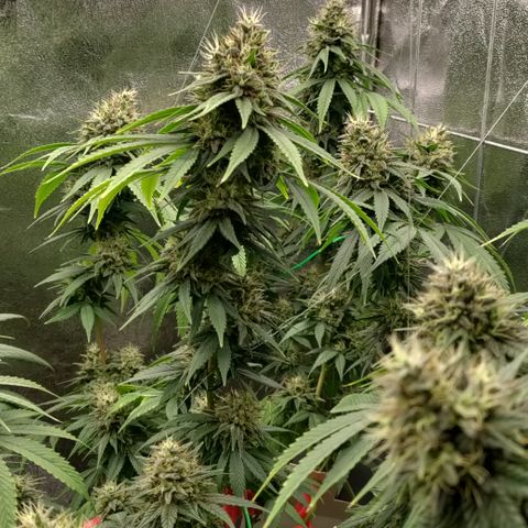 P.G #1 growlog photo: Budshots