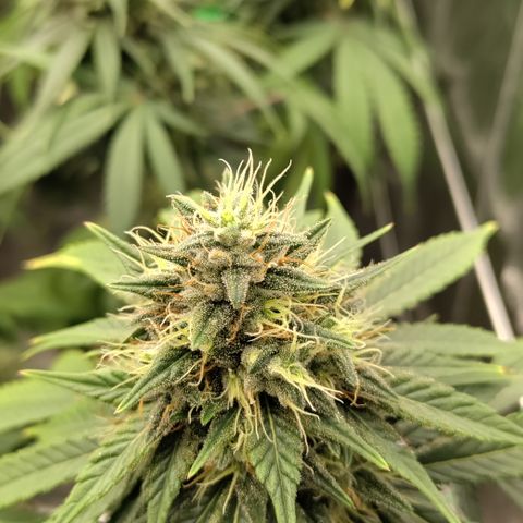 P.G #1 growlog photo: Budshots