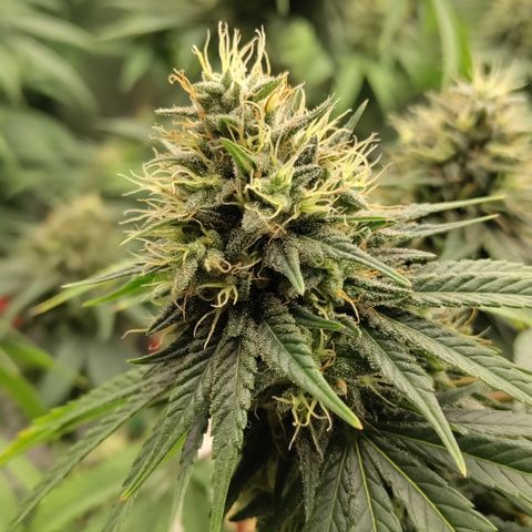 P.G #1 growlog photo: Budshots