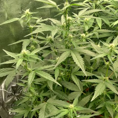 Canna-Cheese 1:1 growlog timeline photo