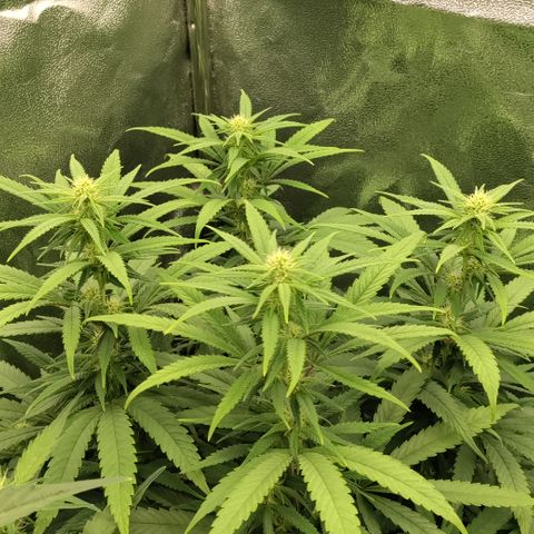 Chocolope #1 growlog timeline photo
