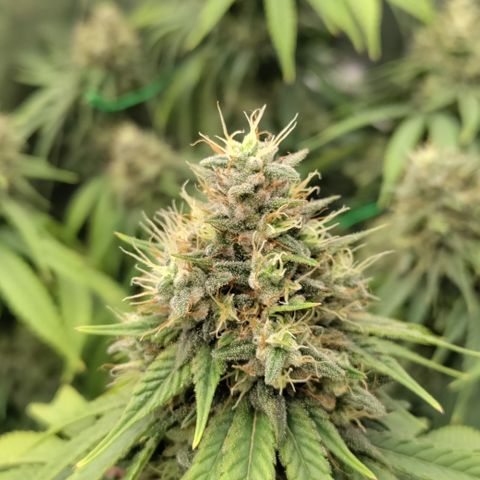 P.G #1 growlog photo: 2 more weeks minimum 