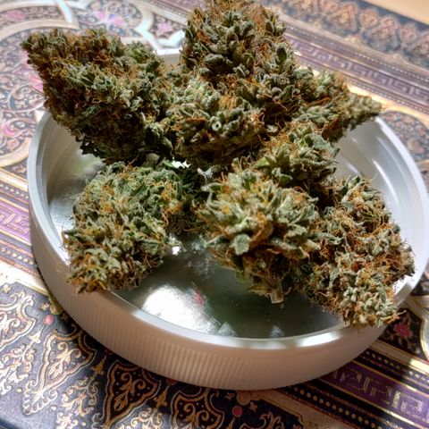 P.G #1 growlog timeline photo