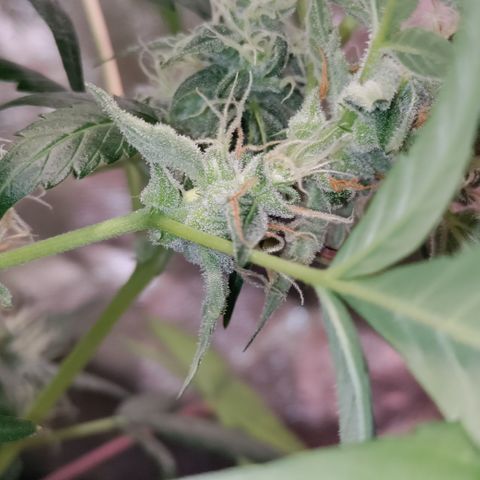 Canna-Cheese 1:1 growlog timeline photo