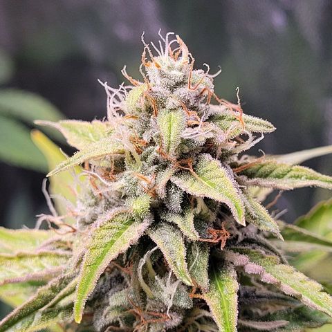Canna-Cheese 1:1 growlog timeline photo