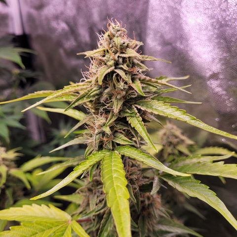 Canna-Cheese 1:1 growlog timeline photo