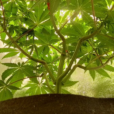 K.O #1 growlog timeline photo