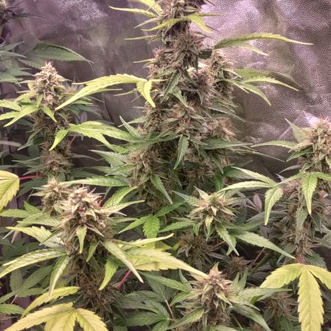 Canna-Cheese 1:1 growlog timeline photo