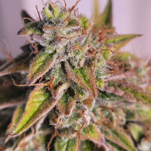 Canna-Cheese 1:1 growlog timeline photo