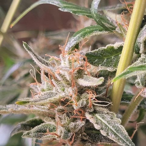 Canna-Cheese 1:1 growlog timeline photo