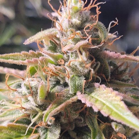 Canna-Cheese 1:1 growlog timeline photo