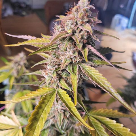 Canna-Cheese 1:1 growlog timeline photo