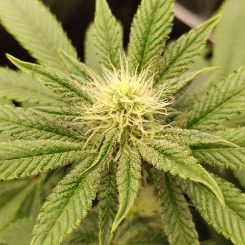 K.O #1 growlog photo: Budsites