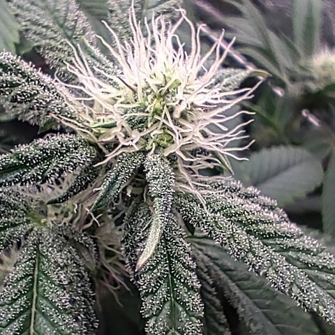 K.O #1 growlog photo: Budsites