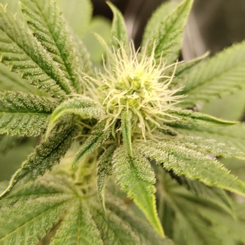 K.O #1 growlog photo: Budsites