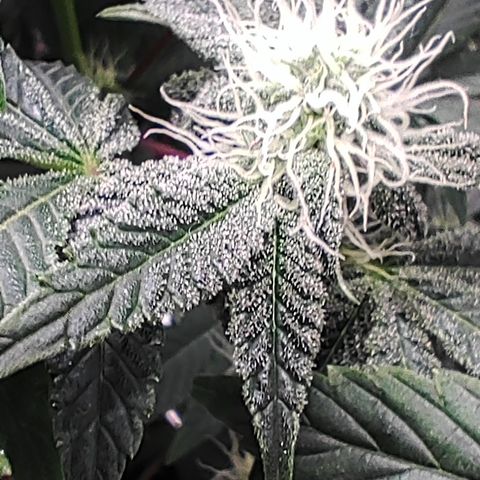K.O #1 growlog photo: Budsites