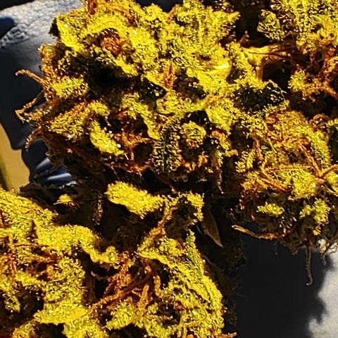 Chocolope #1 growlog timeline photo