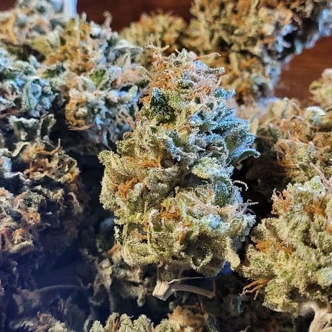 Chocolope #1 growlog timeline photo