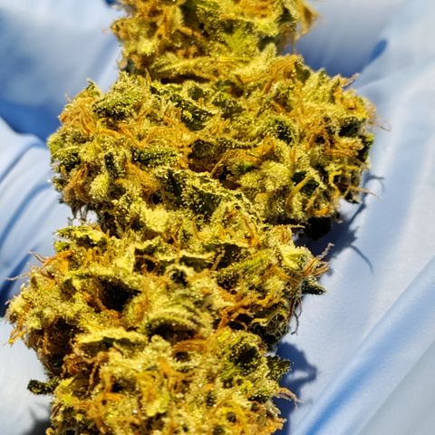 Chocolope #1 growlog timeline photo