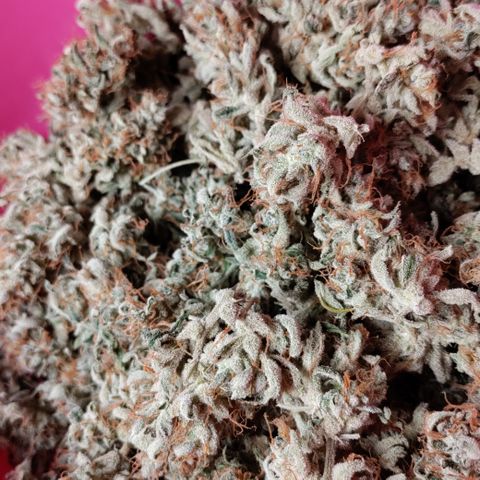 Canna-Cheese 1:1 growlog timeline photo
