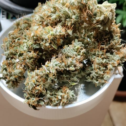 Canna-Cheese 1:1 growlog timeline photo