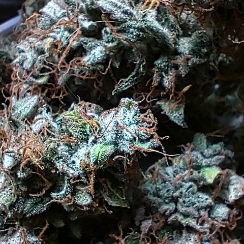 Canna-Cheese 1:1 growlog timeline photo