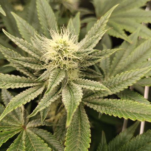 K.O #1 growlog photo: Top of canopy and lower branches.