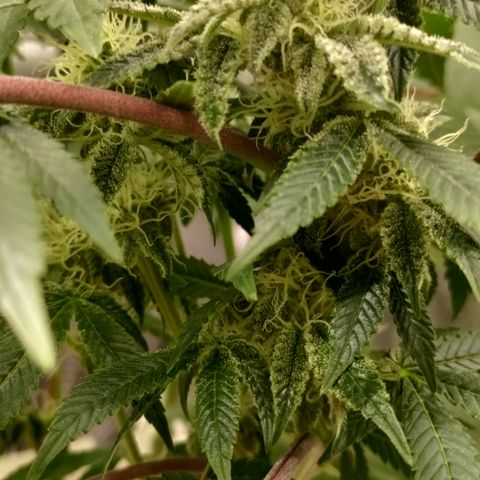 K.O #1 growlog photo: Top of canopy and lower branches.