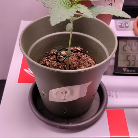 Pancake x Zuchi REGS #1 growlog timeline photo