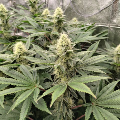 K.O #1 growlog timeline photo