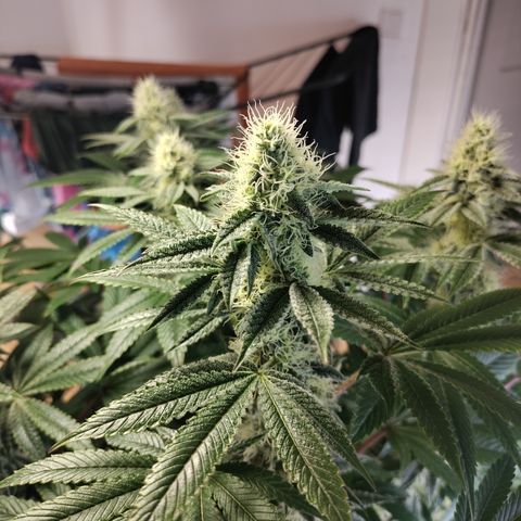 K.O #1 growlog timeline photo