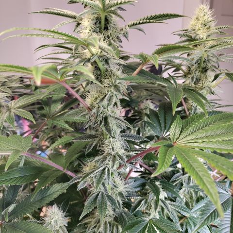 K.O #1 growlog timeline photo