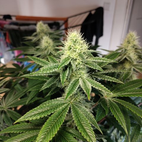 K.O #1 growlog timeline photo