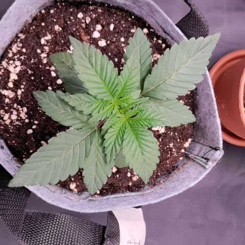 Pancake x Zuchi REGS #1 growlog timeline photo