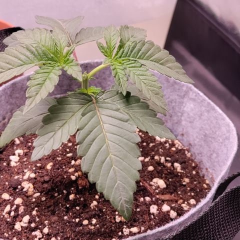 Pancake x Zuchi REGS #1 growlog timeline photo