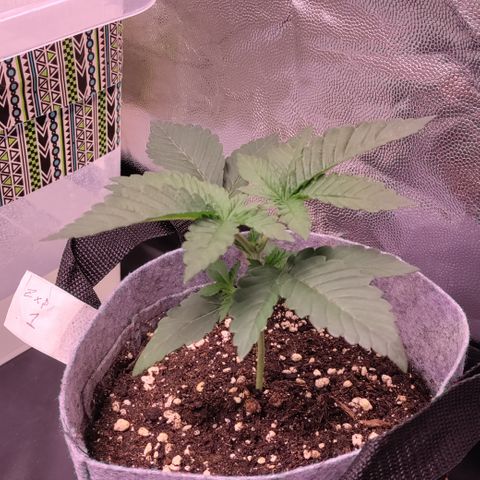 Pancake x Zuchi REGS #1 growlog timeline photo
