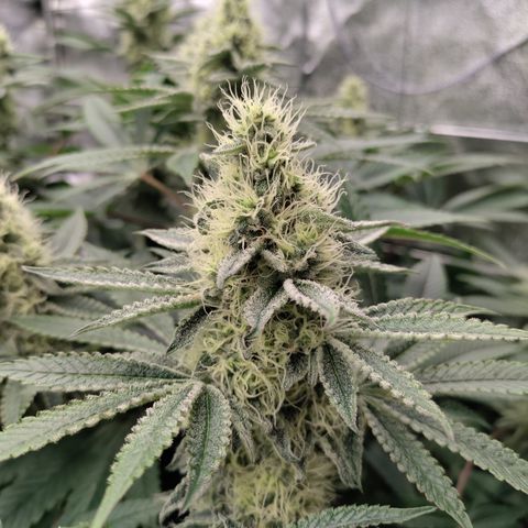 K.O #1 growlog timeline photo