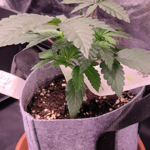 Pancake x Zuchi REGS #1 growlog photo: Definitely taller than it's sisters 