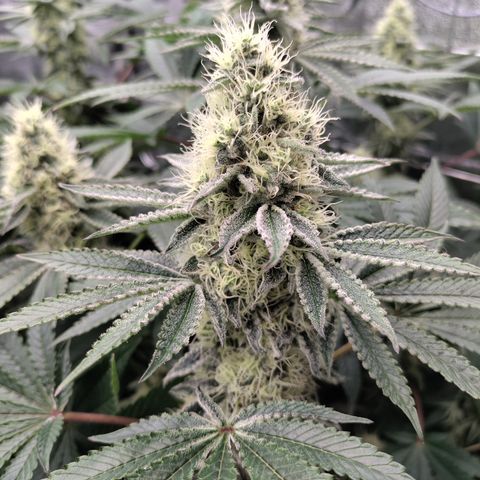 K.O #1 growlog timeline photo