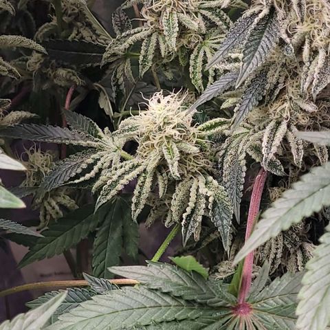 K.O #1 growlog photo: Lower branches Trichrome production 