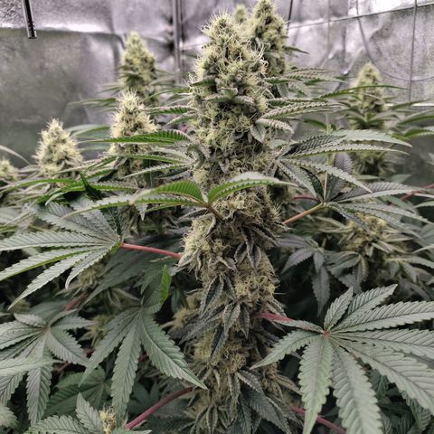 K.O #1 growlog timeline photo
