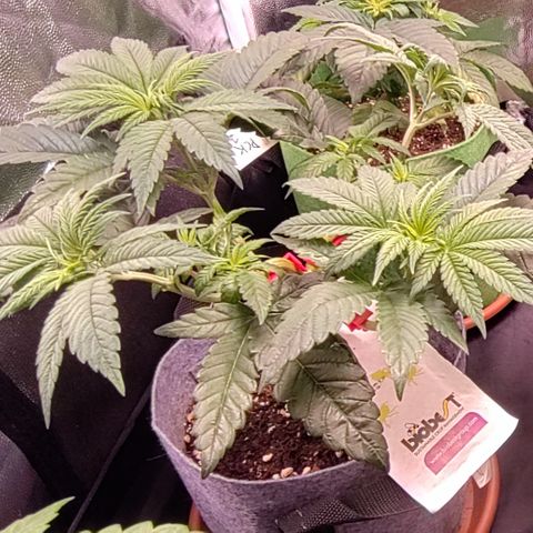 Pancake x Zuchi REGS #1 growlog timeline photo