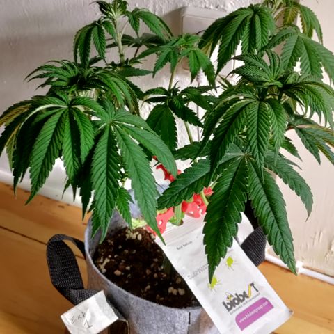 Pancake x Zuchi REGS #1 growlog photo: Some defoliation 