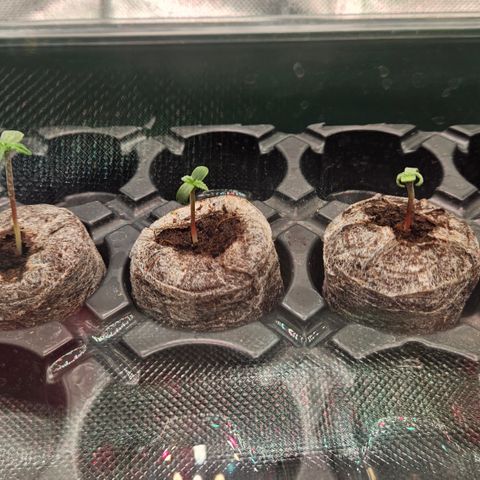 Moby Dick Auto growlog timeline photo