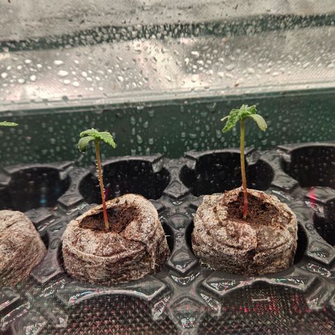 Moby Dick Auto growlog timeline photo
